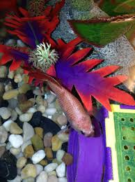 Do You See The Hamster Cube Tube In The Bottom Corner Of The Picture Wanda Loves To Hide In There Betta Fish Betta