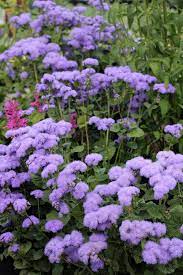 Pin On Master Gardener