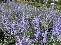 Image result for Perovskia atriplicifolia lacey blue photo