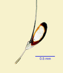 Image result for what do Mallophaga look like in dog fur