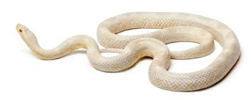 Check spelling or type a new query. Top 40 Corn Snake Morphs Color Chart Pictures Everything Reptiles
