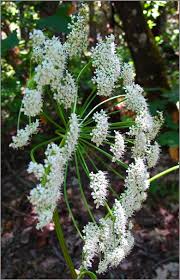 Image result for Angelica