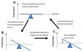 Maybe you would like to learn more about one of these? Biological Systems Homeostasis Texas Gateway