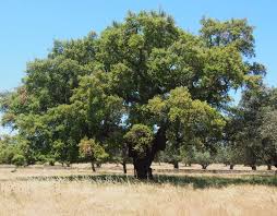Image result for Quercus suber
