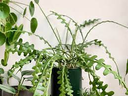 In the winter it can dry out a put the jar in bright, indirect light and replace the water when it gets grimy. Plant Profile Fishbone Cactus Epiphyllum Anguliger Green Rooms Market