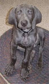 weimaraner dog breed pictures 3