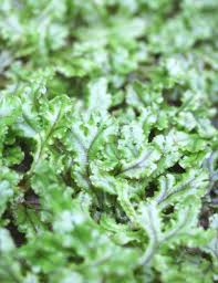Image result for Hymenophyllum splendidum