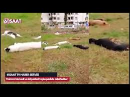 Trabzon Da Kedi Ve Kopekleri Toplu Sekilde Zehirlediler Youtube