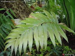 Image result for Stenochlaena