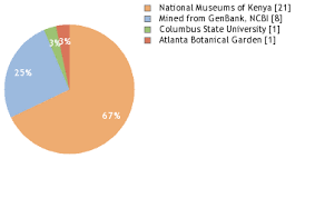 Image result for Diaphananthe lorifolia