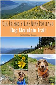 Trailhead is about 15 miles west of white salmon on sr14. Dog Friendly Hike Near Portland Dog Mountain Trail