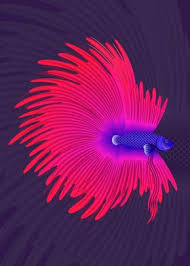 Bettas can often reside with small schooling fish like corydoras or otocinclus catfish, so ask if they (not with any fish the same size or larger, or with flowing fins, as they will attack these perceived. Pink Betta Fish Poster By Mohammad Roqib Displate