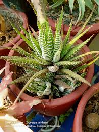 Image result for Hypertelis bowkeriana