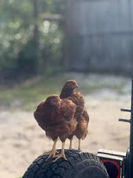 Is this Rhode Island Red chicken a rooster or a hen?