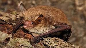 Schwegler fledermaushöhle 2f schützen sie die fledermäuse! Fledermause Im Garten Schutzen Ndr De Ratgeber Garten
