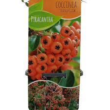 Image result for Pyracantha coccinea golden charmer