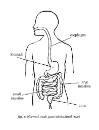 A classroom unit on digestion is also a great time to talk about health and nutrition. Digestive System Coloring Page Coloring Home