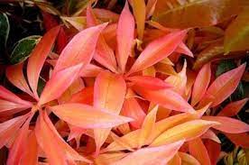 Outside flowers that last all year. Outdoor Plants That Live All Year Round Ehow Com Flowering Bushes Plants Outdoor Plants