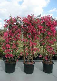 Tall Trellis Trellis Plants Bougainvillea Trellis Plants