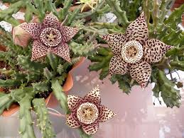 We did not find results for: Piante Grasse Con Fiori Piante Grasse Da Appartamento Caratteristiche Piante Grasse Con Fiori