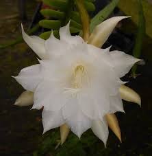 With an orchid, it's more like: Ric Rac Orchid Cactus Fishbone Cactus Lady Of The Night Epiphyllum Fragrant Plants Almost Eden