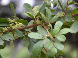 Image result for Searsia natalensis