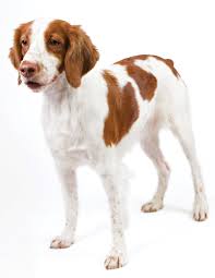 Descubre miles de españoles viviendo en el extranjero. The Brittany The Spaniel Dog Modern Dog Magazine