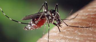 See full list on abchomeandcommercial.com How Long Do Mosquitoes Live Indoors Abc Blog