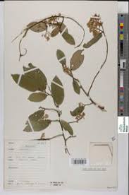 Image result for Grewia schmitzii