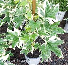 Image result for × Fatshedera