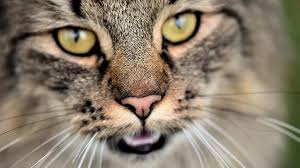 Erkaltung Bei Katzen Was Steckt Dahinter Tiergesund De