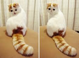 Kucing merupakan salah satu hewan peliharaan terpopler di dunia. Foto Kucing Kucing Paling Cantik Di Dunia Kucing Dan Anak Kucing Kucing Hewan