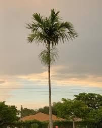 Image result for Ptychosperma elegans