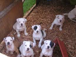 They are lighter weight than the johnson type and have a very muscular athelic look and their front legs are under their body this has made the johnson type american bulldog somewhat less athletic and more bully in appearance. What Makes American Bulldogs Different From Other Bulldog Breeds Puppy Toob