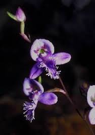 Image result for Disa ochrostachya