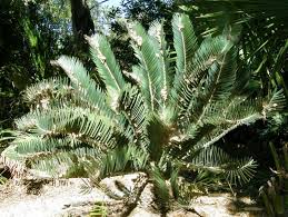 Image result for Encephalartos munchii