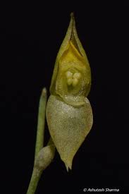 Image result for Utricularia scandens