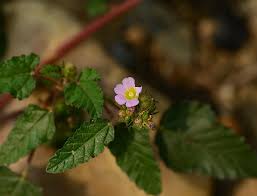 Image result for Melochia corchorifolia