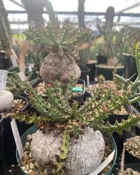 Image result for Euphorbia fanshawei