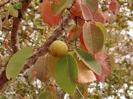 Image result for Pseudolachnostylis maprouneifolia