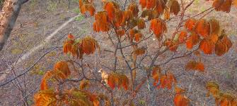 Image result for Brachystegia longifolia