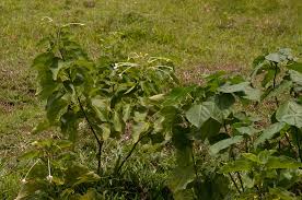Image result for Clerodendrum rotundifolium