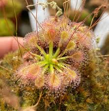 We did not find results for: Drosera Pulchella X Ericksonae Sundew