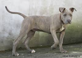 They are not as prevalent as other pitbulls, but are growing in popularity due to an increase in demand and inbreeding. Blue Nose Brindle Pitbull