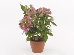 Image result for Nyctaginaceae