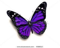 Black And Purple Butterfly Tattoo Another Pretty Butterfly Purple Butterfly Tattoo Butterfly Tattoo Purple Butterfly