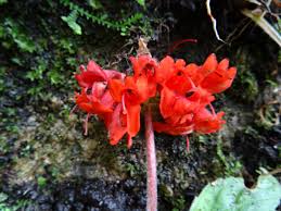 Image result for Streptocarpus myoporoides