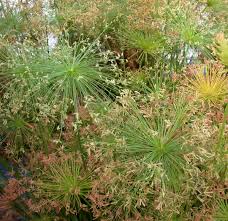 Image result for Cyperus haspan