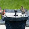 It does not just look great and offers a soft, gentle gurgling ambiance but it also attracts wildlife and offer animals a source of fresh water. 1
