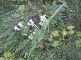 Image result for Hirpicium gracile